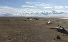 Phát hiện hơn 50 xác cá voi nằm dài trên bãi biển Iceland