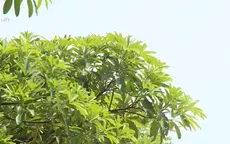 Tranh cãi về khả năng tạo vùng đệm khử mùi hoa sữa