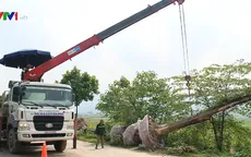 “Chi phí di dời hoa sữa ở Hà Nội được chi từ ngân sách”
