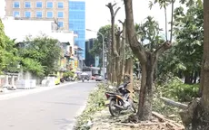 Hà Nội công bố cây thay thế hàng hoa sữa trên đường Trích Sài