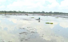 Khi nông dân ngại trồng lúa