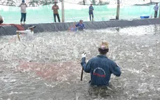 Người nuôi tôm Bạc Liêu phấn khởi vì có điện
