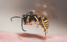 Cẩn trọng côn trùng cắn, đốt trong mùa mưa