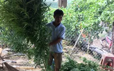 Phát hiện hàng trăm cây cần sa trong rẫy cà phê