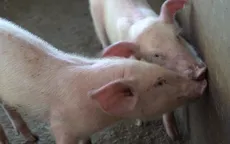 Có nên tái đàn heo trong cao điểm dịch?