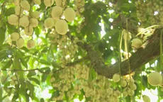 Các vườn trái cây ở Cần Thơ hút khách dịp hè
