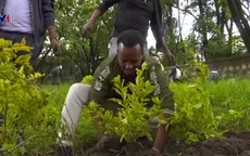 Ethiopia lập kỷ lục trồng hơn 200 triệu cây xanh trong một ngày