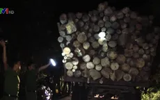 Bắt giữ nhóm khai thác rừng trái phép quy mô lớn