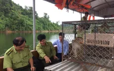 Hà Tĩnh thả 12 cá thể khỉ thuộc nhóm nguy cấp quý hiếm về rừng