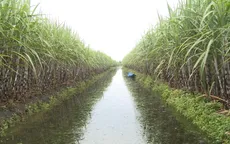 Nông dân Hậu Giang lo lắng vì nhà máy đường đóng cửa