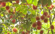 Làm du lịch từ vườn chôm chôm