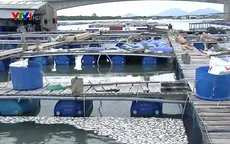 Cá chết hàng loạt trên sông Chà Và