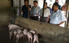 Doanh nghiệp chủ động nguồn cung khi dịch tả lợn diễn biến phức tạp