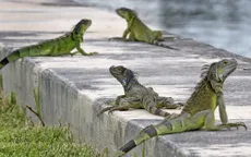 Hàng nghìn con cự đà gây họa cho Florida, Mỹ