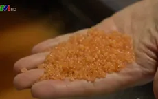 Phát triển nhựa sinh học giúp giảm ô nhiễm nhựa