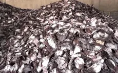 “Thủ phủ” xuất khẩu mực khô gặp khó