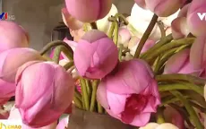 Ướp trà sen tại đầm trong sương sớm