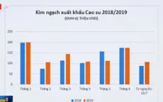 Giá cao su giảm mạnh