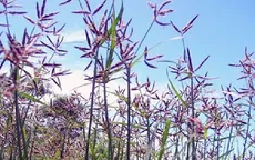 Cỏ cú - Thuốc quý cho phụ nữ