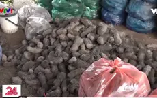 Long An: Nông dân điêu đứng vì nông sản mất giá