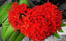 Những loài hoa mang may mắn và tài lộc trong ngày lễ Vu Lan