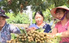 Nhãn Hưng Yên mất mùa, tiêu thụ chậm