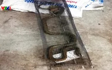 Rắn độc đe dọa cư dân chung cư Xuân Mai Complex, Hà Đông