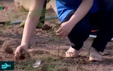 Trồng cây bảo vệ luồng hàng hải tại Trà Vinh