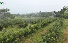 Chàng trai trẻ với đam mê trồng chè hữu cơ