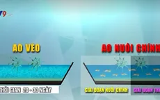 Nhân rộng mô hình nuôi tôm siêu tiết kiệm