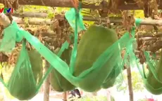 Ghé thăm ngôi làng trồng bí đao khổng lồ tại Bình Định
