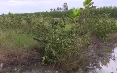 Nông dân Hậu Giang đốn bỏ vườn vì cam xoàn nhiễm bệnh