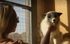 Nuôi cáo làm thú cưng ở Nga