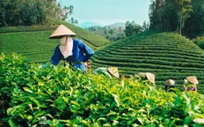 Xuất khẩu chè của Việt Nam tăng mạnh