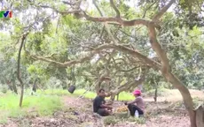 Nông dân Campuchia được mùa nhãn