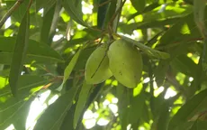 Cà na không còn là cây mọc dại