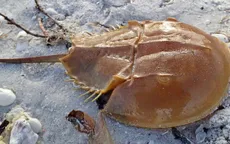 "Giải mã" loại chất lỏng đắt đỏ bậc nhất thế giới “1 lít hơn 400 triệu đồng”