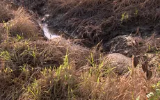 Bẫy chuột bằng điện tràn lan trên đồng ở An Giang