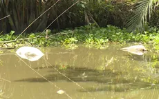 Vứt xác heo chết ra sông - có chế tài nhưng không thể xử lý