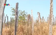 Năm 2018, cả nước có 21.000 ha hồ tiêu bị chết