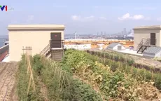 Mô hình trồng rau phủ xanh mái nhà đô thị tại New York, Mỹ
