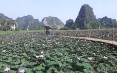Xuất hiện đầm sen lạ nở rộ giữa Thu