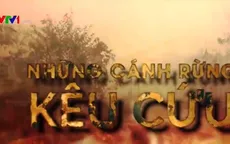Tiêu điểm: Những cánh rừng kêu cứu