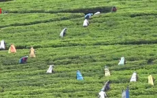 Xuất khẩu chè của Sri Lanka đạt mức cao kỷ lục