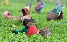 Trà Assam đặc sản lập kỷ lục trà đắt nhất thế giới
