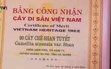Chè Shan tuyết cổ thụ được công nhận là cây di sản Việt Nam