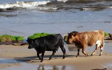 Cho bò ăn rong biển giúp giảm phát thải khí metan