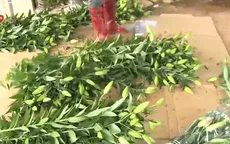 Bất cập trong việc vận chuyển và tiêu thụ hoa Đà Lạt