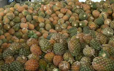 Giá dứa Đồng Tháp Mười tăng kỷ lục