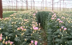 Nông dân chuyển hướng trồng hoa xuất khẩu